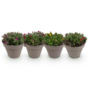 Delosperma