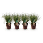 Carex comans Frosted Curls, 50 cm hoog, detail van het blad