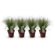 Carex comans Frosted Curls, 50 cm hoog