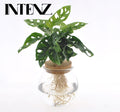 Productfoto van Monstera Adansonii in Bolglas + Klikkurk