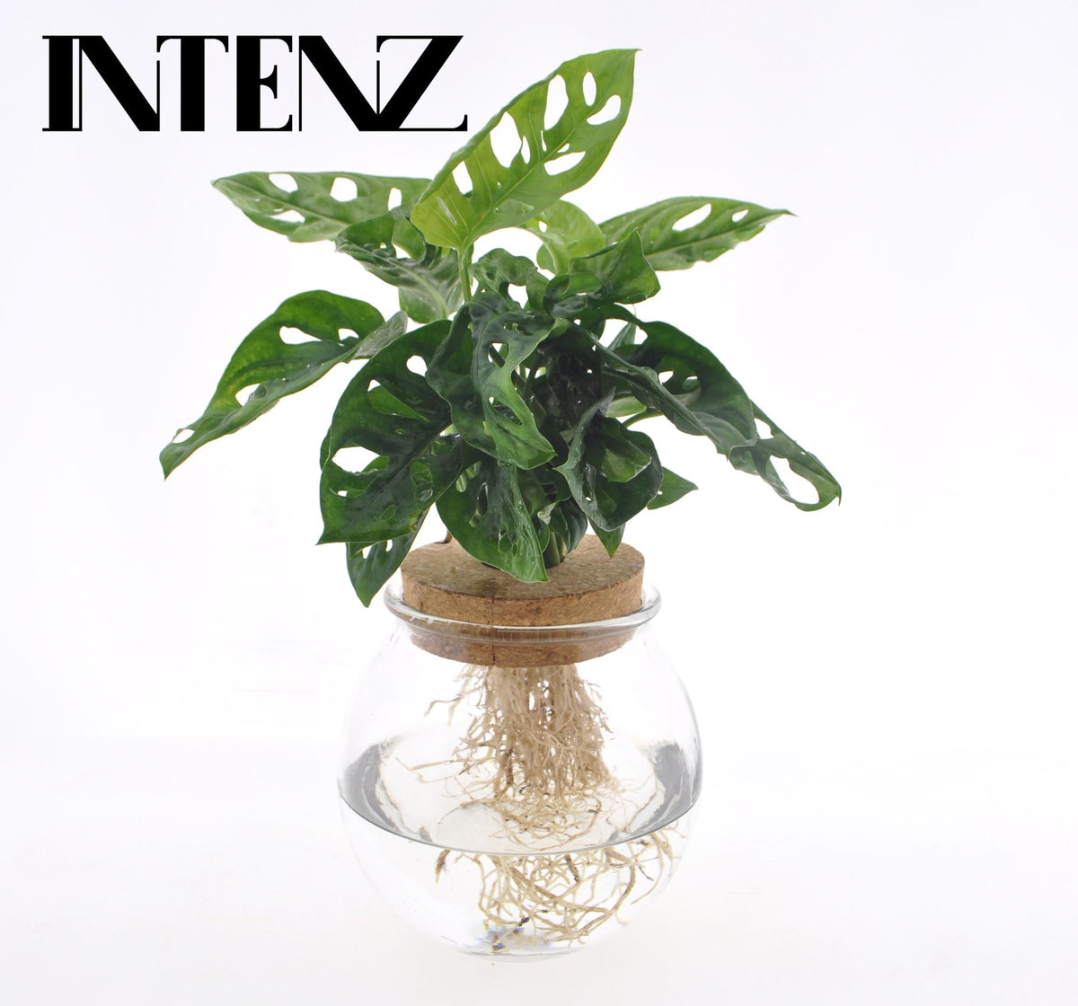 Productfoto van Monstera Adansonii in Bolglas + Klikkurk