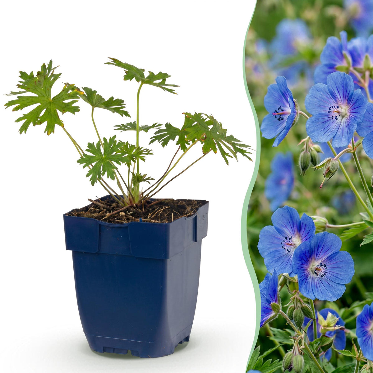 Ooievaarsbek Johnson's Blue, met blauwe bloemen, sterke plant