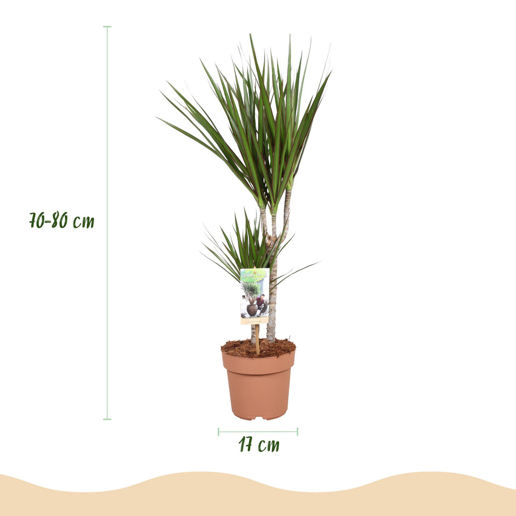 Dracaena Marginata, 70-80 cm hoog, groene plant voor binnen