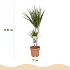 Dracaena Marginata, 70-80 cm hoog, groene plant voor binnen