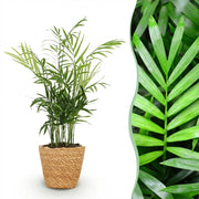 Chamaedorea elegans met mand