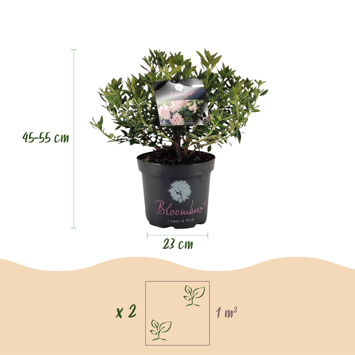 Bloeiende buxusvervanger Bloombux Light Pink, decoratieve plant
