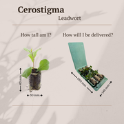 Loodkruid Ceratostigma pluggen voor de najaarstuin, 6 stuks