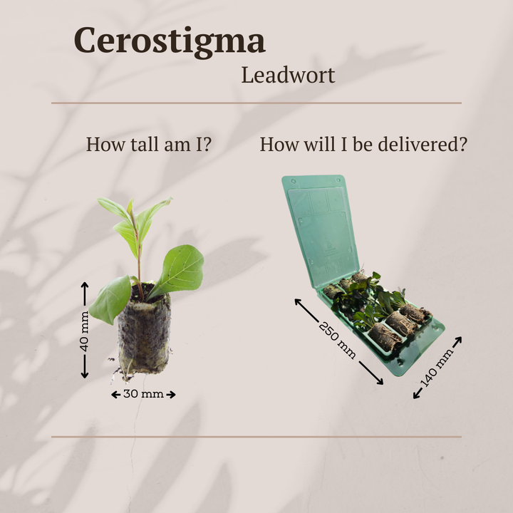 Loodkruid Ceratostigma pluggen voor de najaarstuin, 6 stuks