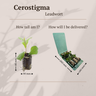Loodkruid Ceratostigma pluggen voor de najaarstuin, 6 stuks