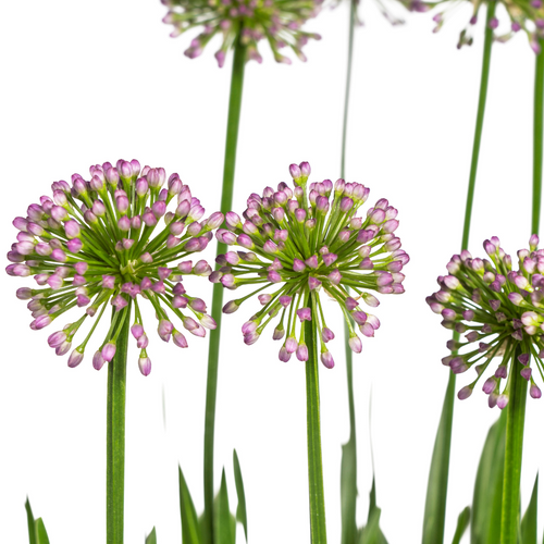 Allium Senescens Millenium, detail van het blad