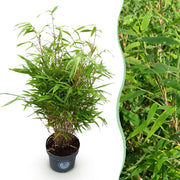 Fargesia rufa, 80 cm hoog