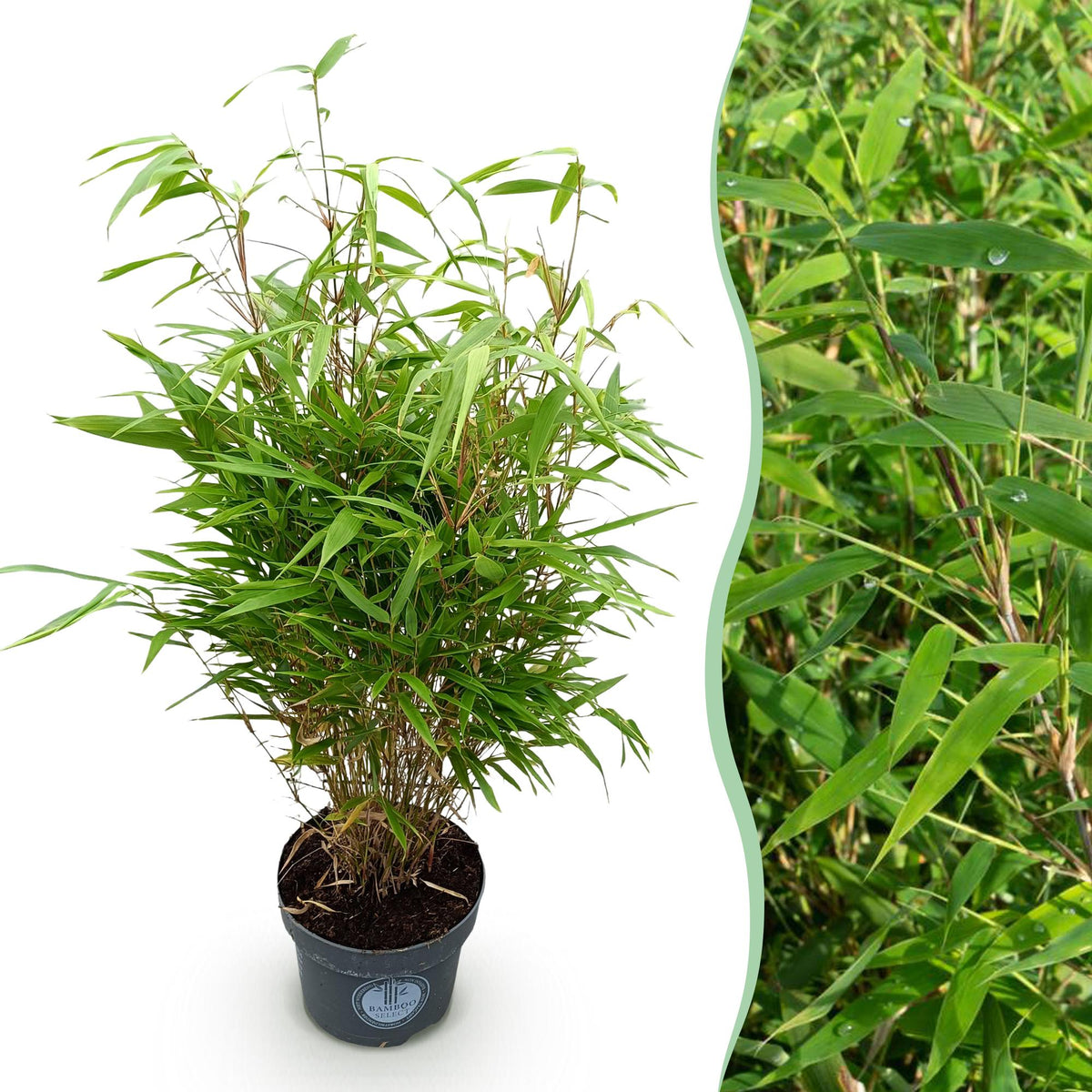 Fargesia rufa, 80 cm hoog, plant in pot