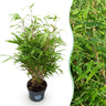 Fargesia rufa, 80 cm hoog