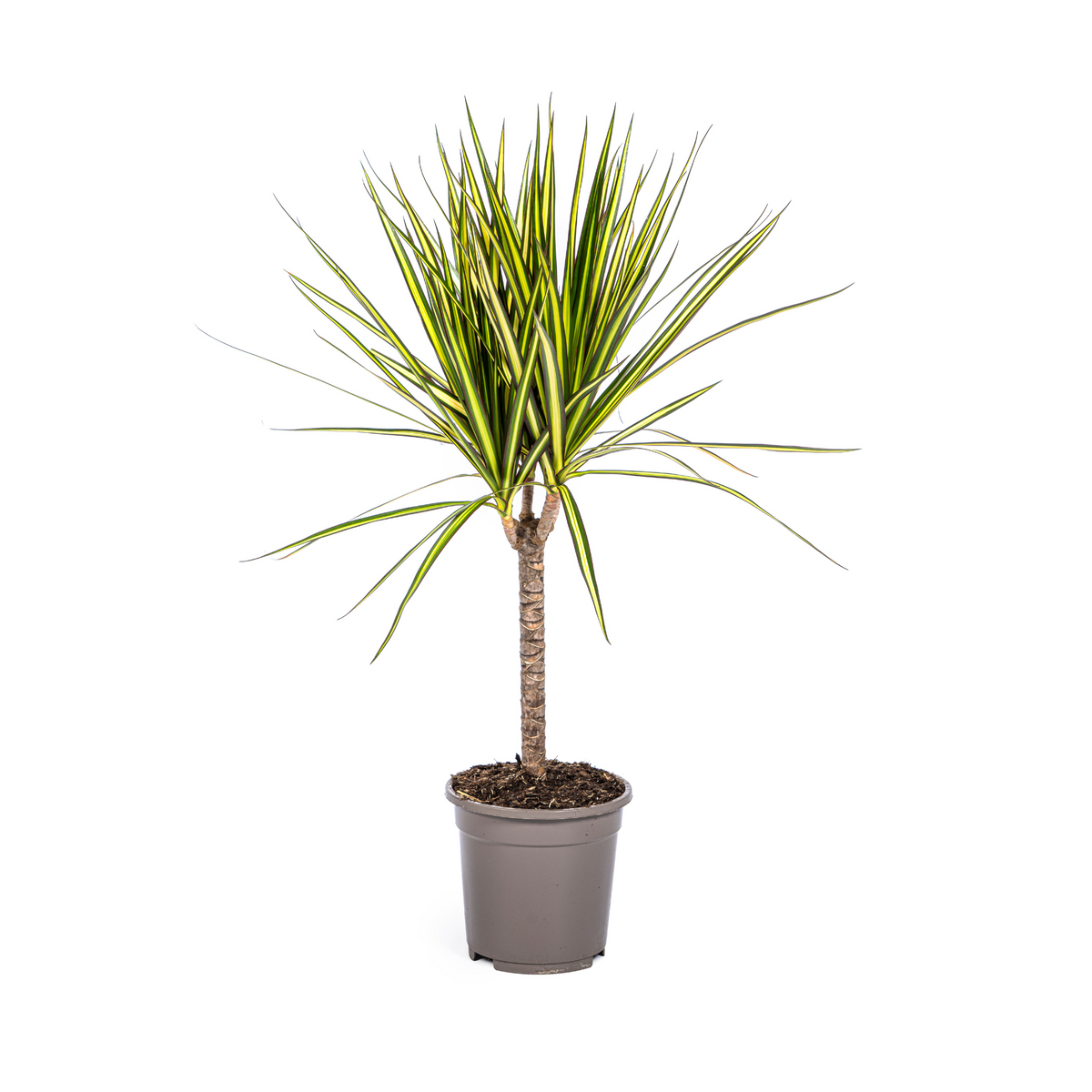 Productafbeelding van Pureplant