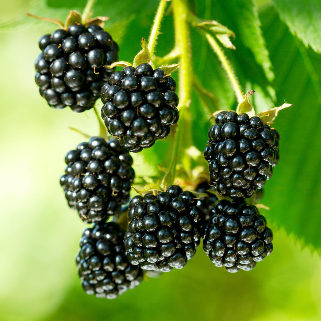 2x Bramenplant Black Jewel, groeiwijze van de plant