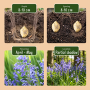 Wilde hyacint Hyacinthoides non-scripta, blauw, foto 4