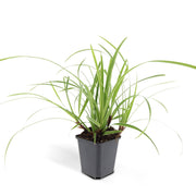 Carex morrowii &