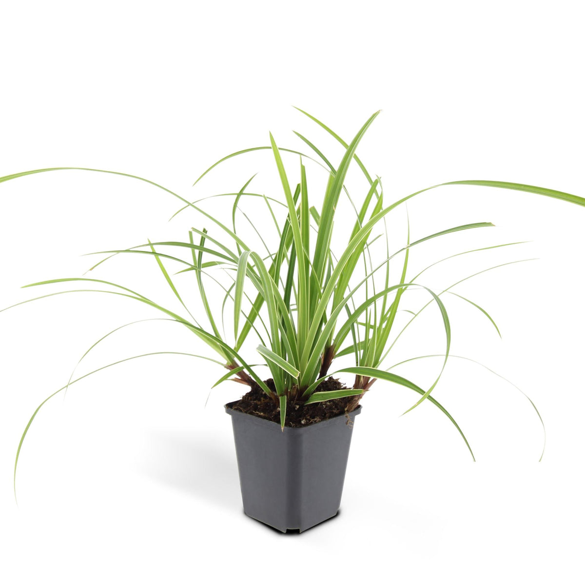 Carex morrowii 'Ice Dance', 10-25 cm hoog, detail van het blad