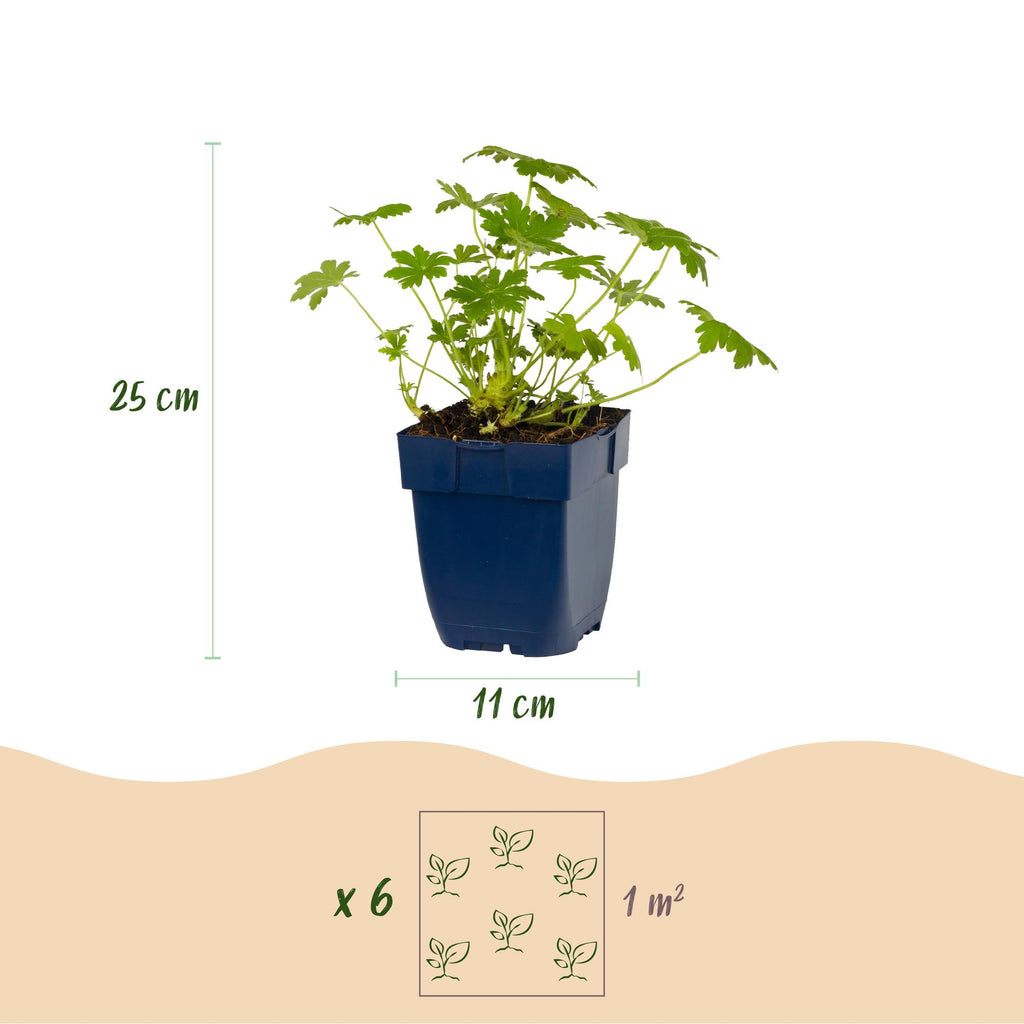 Ooievaarsbek Geranium 'Ingwersen's Variety', lichtroze, compacte tuinplant