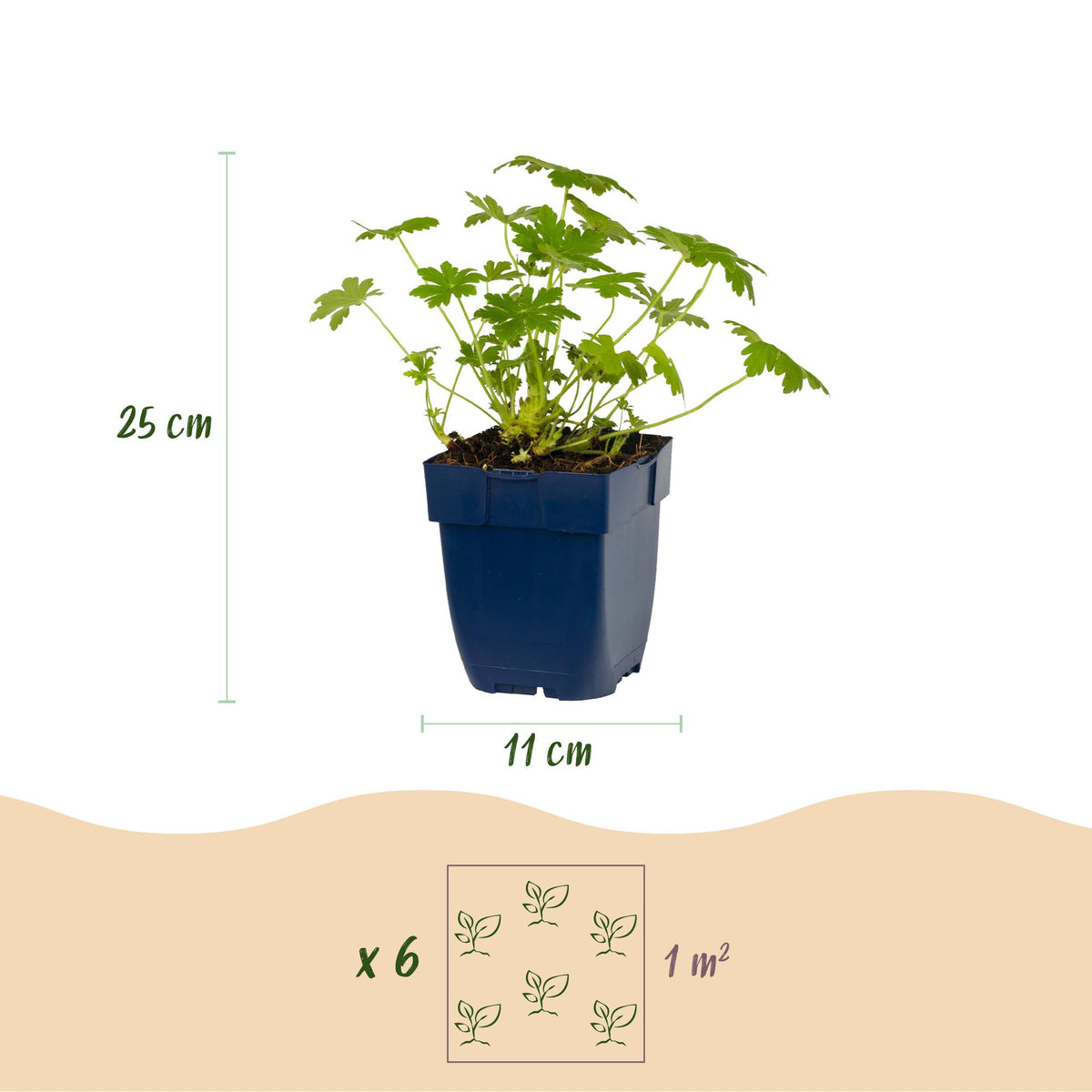 Ooievaarsbek Geranium 'Ingwersen's Variety', lichtroze, compacte tuinplant