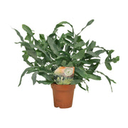 Phlebodium Blue Star