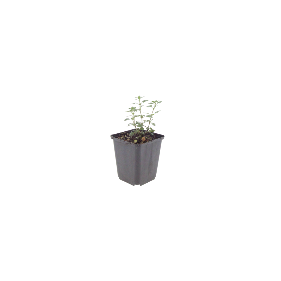 Teucrium lucidrys, plant in pot