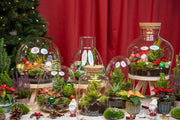 Holly Christmas terrarium - Bottle garden DIY kit