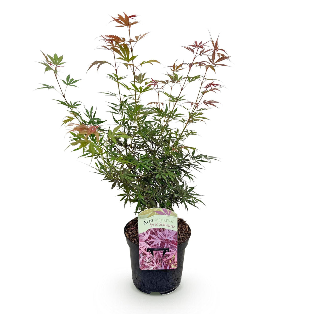 Japanse esdoorn Acer palmatum Jerre Swarts, kenmerkend blad