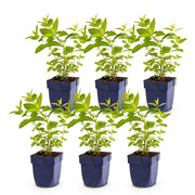 6x Nepeta sib. Wild Orchid - Kattenkruid