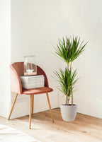 Dracaena Marginata met witte pot, plant in pot