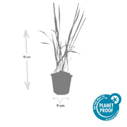 Imperata cylindrica &