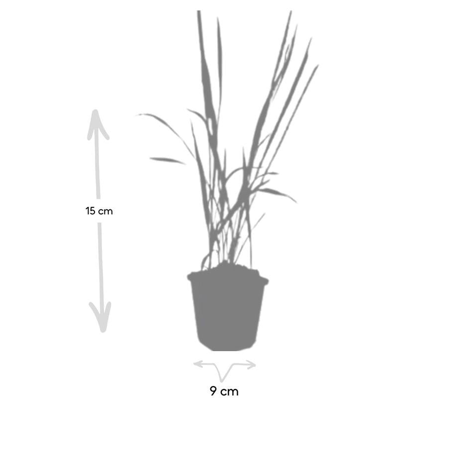 Imperata cylindrica 'Red Baron', groeiwijze van de plant