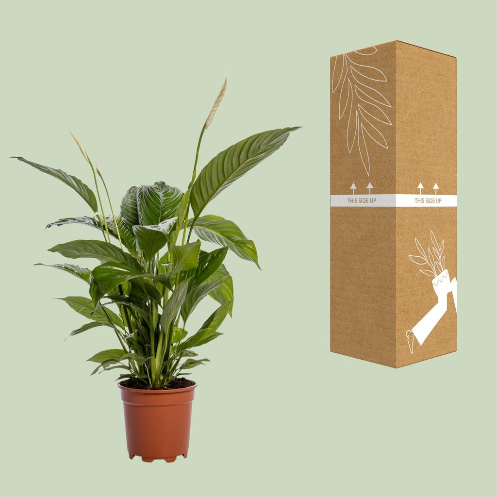 Detailfoto van Spathiphyllum Bingo Cupido