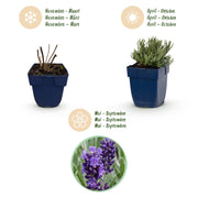 Lavandula ang. Munstead - Lavendel - Geurend - Paars - 6 Planten