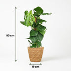 Monstera Deliciosa mosstok met Mand, groeiwijze van de plant