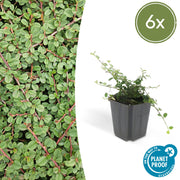 Cotoneaster pr. &