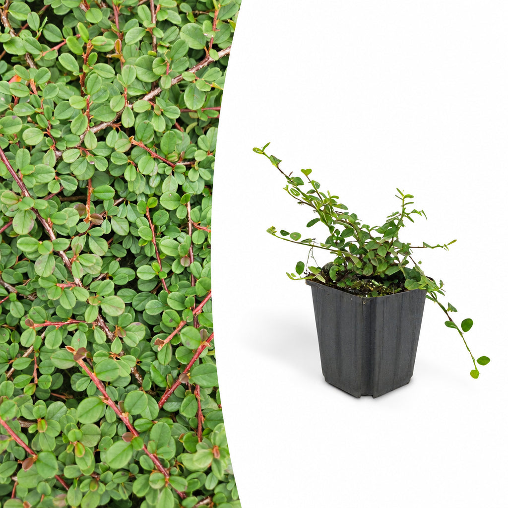 Cotoneaster pr. 'Queen of Carpets', 15 cm hoog, detail van het blad