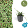 Cotoneaster pr. 'Queen of Carpets', 15 cm hoog