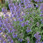Nepeta faassenii 'Six Hills Giant' - Kattenkruid - Paars, compacte plant