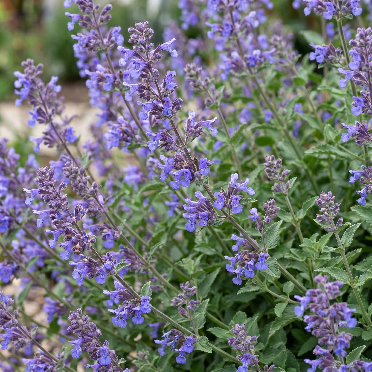 Nepeta faassenii 'Six Hills Giant' - Kattenkruid - Paars, compacte plant