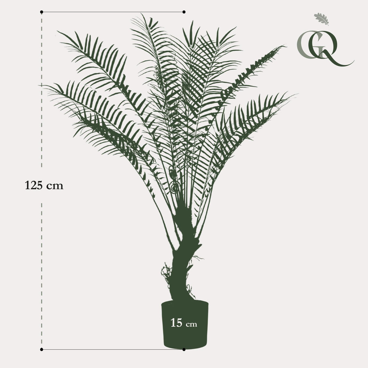 Kunstplant - Boomvaren - x15 -1, groeiwijze van de plant
