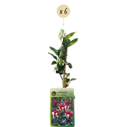 Lonicera periclymenum &