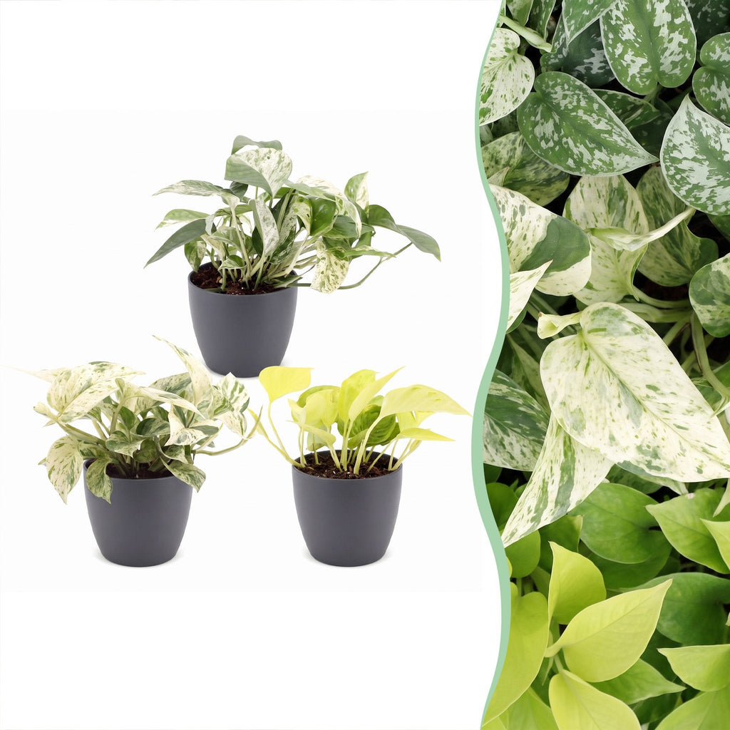 3x Epipremnum Tricolour