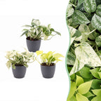 3x Epipremnum Tricolour