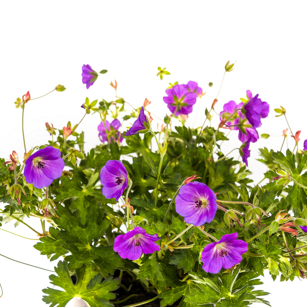 Geranium Rozanne Purple, groene bladeren