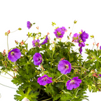 Geranium Rozanne Purple, groene bladeren