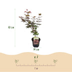 Japanse esdoorn Acer palmatum Atropurpureum, groene bladeren