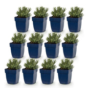 Lavandula angustifolia &