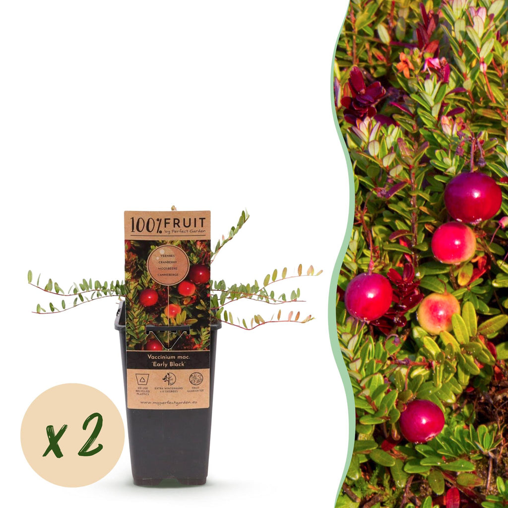 Bosbes Early Black, fruitgewas voor de tuin, detail van het blad
