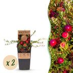 Bosbes Early Black, fruitgewas voor de tuin, detail van het blad